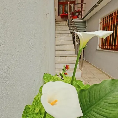 Gjovani's House Shkoder